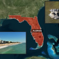 The Cost of Healthcare in Leon County, Florida: A Closer Look